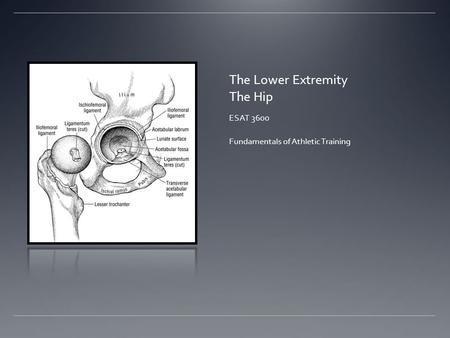The Lower Extremity The Hip