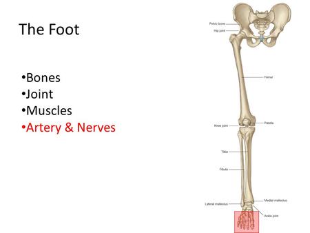 The Foot Bones Joint Muscles Artery & Nerves.