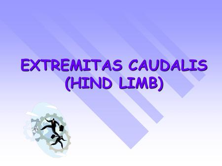 EXTREMITAS CAUDALIS (HIND LIMB)