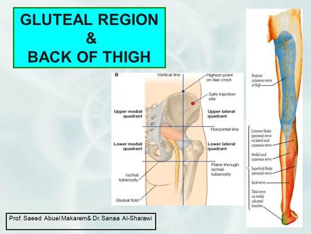 GLUTEAL REGION & BACK OF THIGH