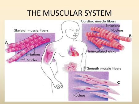 THE MUSCULAR SYSTEM.
