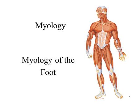 1 Myology Myology of the Foot. 2 Intrinsic Muscle of the Foot: Overview Dorsum of foot: 1. Extensor Digitorum Brevis: Extends toes 1 through 4 Plantar.
