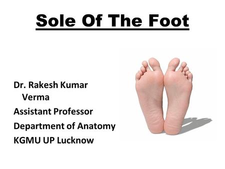 Sole Of The Foot Dr. Rakesh Kumar Verma Assistant Professor