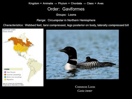 Order: Gaviformes Common Loon Gavia immer Groups: Loons