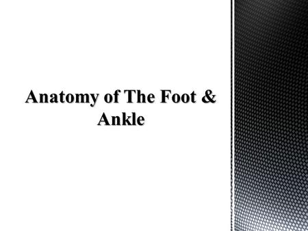 Anatomy of The Foot & Ankle