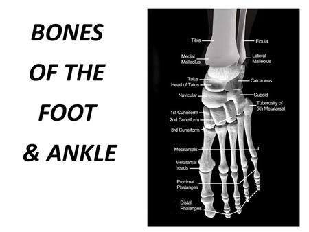 BONES OF THE FOOT & ANKLE.