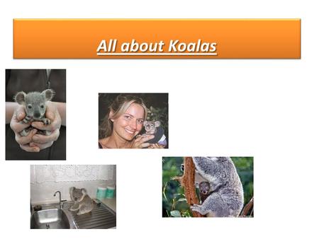All about Koalas. Once koalas lived every where, but now the only place in the wild you can find them is Australia There are 3 species of koalas: Victor,