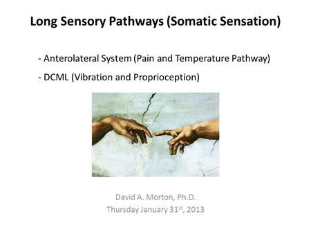 Long Sensory Pathways (Somatic Sensation) David A. Morton, Ph.D. Thursday January 31 st, 2013 - Anterolateral System (Pain and Temperature Pathway) - DCML.