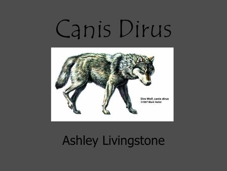 Canis Dirus Ashley Livingstone. They lived during the Ice Age and Pleistocene appeared in Eurasia.