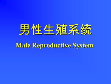 男性生殖系统 Male Reproductive System 功能 睾丸：产生精子，分泌雄性激素。 睾丸：产生精子，分泌雄性激素。 生殖管道：促进精子成熟，营养、贮存 和运输精子。 生殖管道：促进精子成熟，营养、贮存 和运输精子。 附属腺 : 分泌物参与精液组成。 附属腺 : 分泌物参与精液组成。