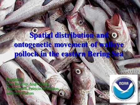 Spatial distribution and ontogenetic movement of walleye pollock in the eastern Bering Sea Presenters: Troy Buckley, Angie Greig, James Ianelli, Patricia.