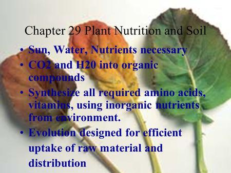 Chapter 29 Plant Nutrition and Soil Sun, Water, Nutrients necessary CO2 and H20 into organic compounds Synthesize all required amino acids, vitamins, using.