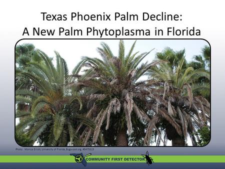 Texas Phoenix Palm Decline: A New Palm Phytoplasma in Florida A new palm phytoplasma in Florida Photo: Monica Elliott, University of Florida, Bugwood.org,