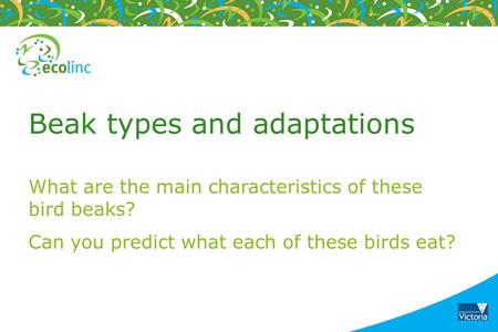 Beak types and adaptations