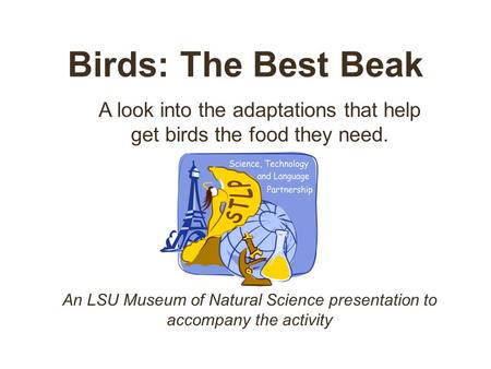 Birds: The Best Beak A look into the adaptations that help get birds the food they need. An LSU Museum of Natural Science presentation to accompany the.