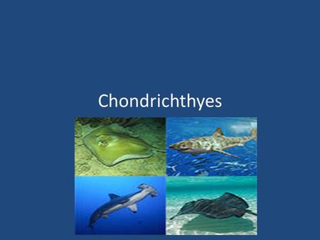 Chondrichthyes An Overview. Chondrichthyes Are jawed cartilaginous fish composed of sharks, skates, and rays They have a skeleton made up of cartilage.