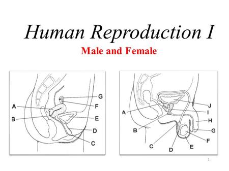 Human Reproduction I Male and Female.