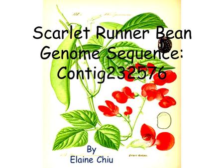 Scarlet Runner Bean Genome Sequence: Contig232576 By Elaine Chiu.