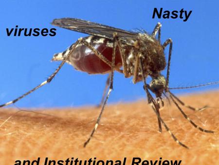 Nasty viruses and Institutional Review Boards. WHO: 50 million cases/yr.
