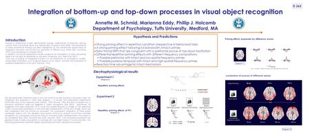Integration of bottom-up and top-down processes in visual object recognition Annette M. Schmid, Marianna Eddy, Phillip J. Holcomb Department of Psychology,