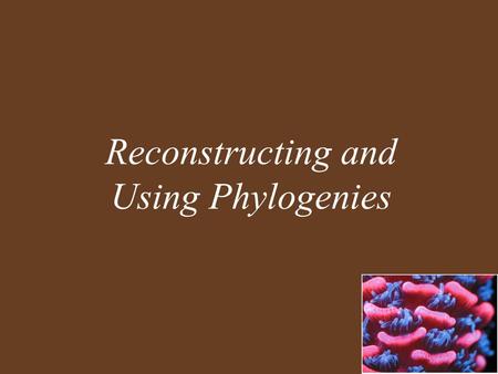 Reconstructing and Using Phylogenies. Key Concepts Phylogeny Is the Basis of Biological Classification All of Life Is Connected through Its Evolutionary.