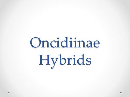 Oncidiinae Hybrids. The Problem Many of the Oncidiinae species have been reclassified, rendering the current judging system when dealing with their hybrids.