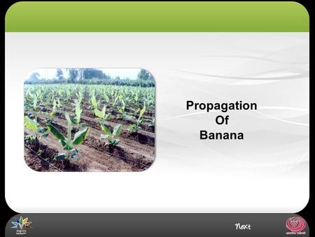 Propagation Of Banana. Propagation of Banana Introduction Banana is a tropical crop, requiring warm, humid climate. Banana grows well at temperature range.