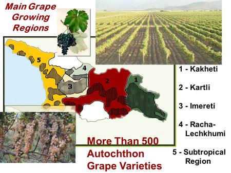 Main Grape Growing Regions