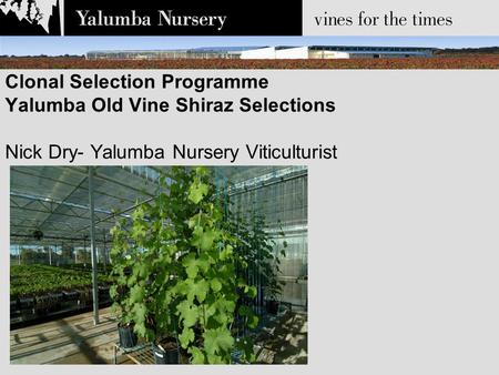 Clonal Selection Programme Yalumba Old Vine Shiraz Selections Nick Dry- Yalumba Nursery Viticulturist.