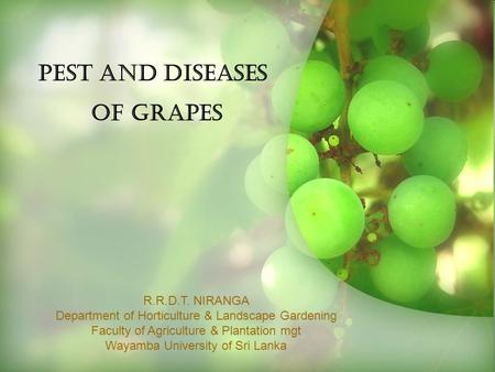 PEST AND DISEASES OF GRAPES