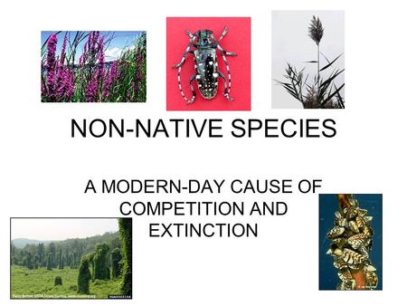 NON-NATIVE SPECIES A MODERN-DAY CAUSE OF COMPETITION AND EXTINCTION.