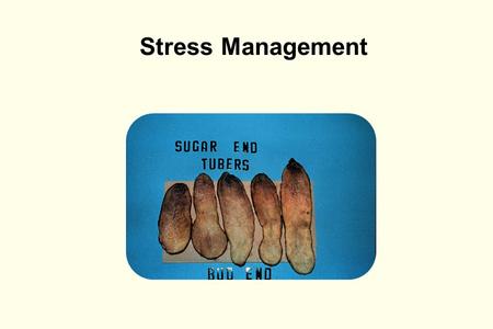 Stress Management. Outline l What is stress and how does it affect potato plants? l How does stress impact external tuber quality? l How does stress impact.