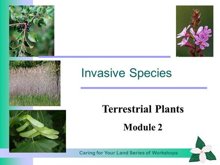 Caring for Your Land Series of Workshops Invasive Species Terrestrial Plants Module 2.