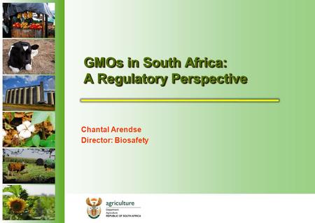 GMOs in South Africa: A Regulatory Perspective Chantal Arendse Director: Biosafety.