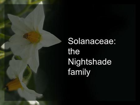 Solanaceae: the Nightshade family.
