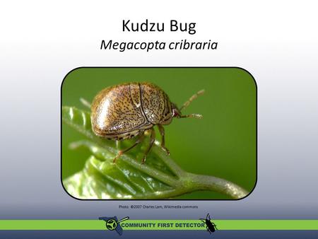 Kudzu Bug Megacopta cribraria Photo: ©2007 Charles Lam, Wikimedia commons.
