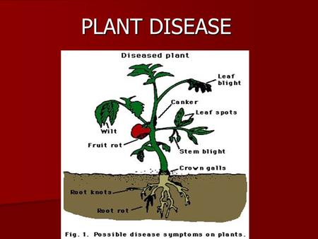 PLANT DISEASE.