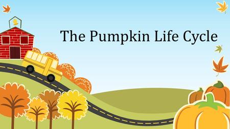 The Pumpkin Life Cycle. Seed Pumpkin seeds grow in the hallowed out portion of the pumpkin. Because they have seeds pumpkins are a fruit.