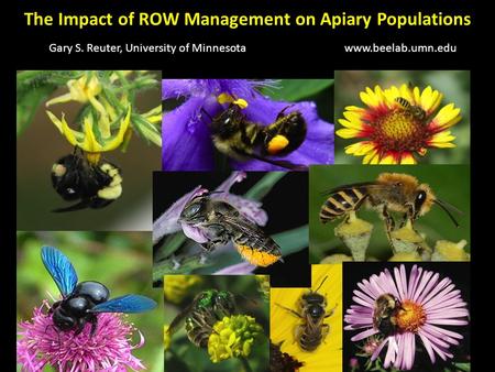 The Impact of ROW Management on Apiary Populations Gary S. Reuter, University of Minnesotawww.beelab.umn.edu.