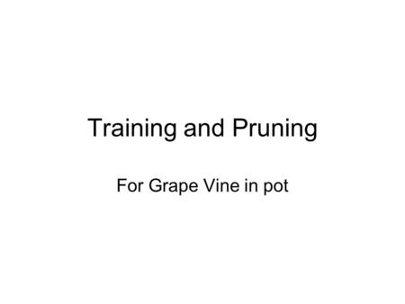 Training and Pruning For Grape Vine in pot. For the first 3 months Fertilize with ½ tsp urea and ½ tsp npk 16:16:16 every week and let it grow.