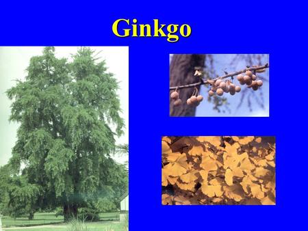Ginkgo. Echinacea Ginseng ginsenosides Ginseng Longevity - The Chinese have long attributed this to ginseng *Memory improvement *Stress reduction.