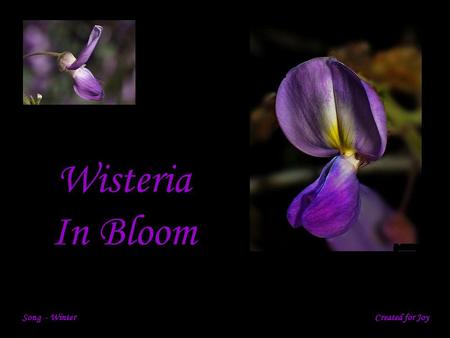 Wisteria In Bloom Song - Winter Created for Joy.