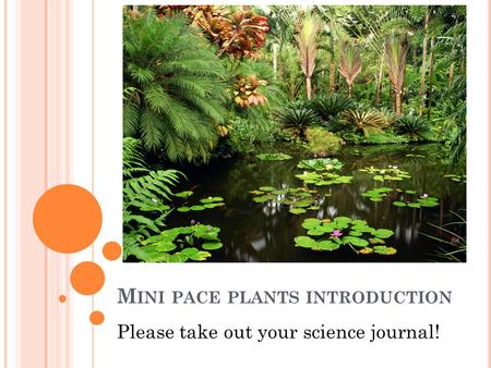 Mini pace plants introduction