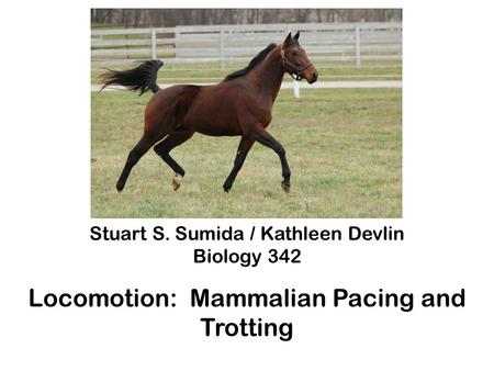 Stuart S. Sumida / Kathleen Devlin Biology 342 Locomotion: Mammalian Pacing and Trotting.