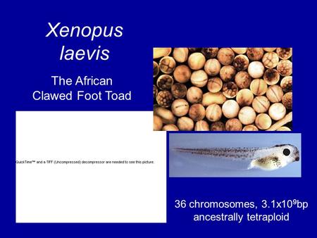 Xenopus laevis 36 chromosomes, 3.1x10 9 bp ancestrally tetraploid The African Clawed Foot Toad.