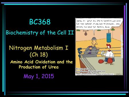 BC368 Biochemistry of the Cell II Nitrogen Metabolism I (Ch 18) Amino Acid Oxidation and the Production of Urea May 1, 2015.