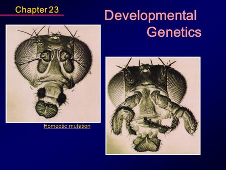 Chapter 23 Developmental Genetics Homeotic mutation.