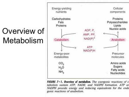 Overview of Metabolism. The Fate of Glucose Exercising muscle Yeast The fate of glucose is varies with physiological conditions, tissues, and organisms.