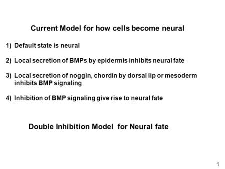 Current Model for how cells become neural 1)Default state is neural 2)Local secretion of BMPs by epidermis inhibits neural fate 3)Local secretion of noggin,