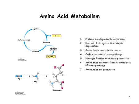 1 Amino Acid Metabolism 1.Proteins are degraded to amino acids 2.Removal of nitrogen is first step in degradation 3.Ammonium is converted into urea 4.C-skeleton.